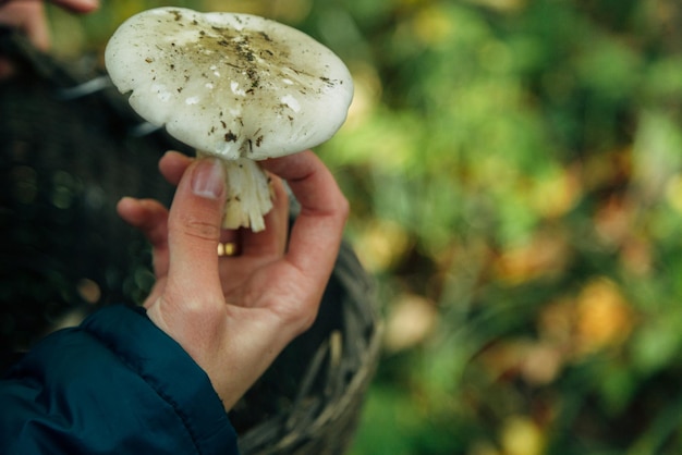 Zbiór Grzybów W Dużych Jesiennych Roślinach Leśnych