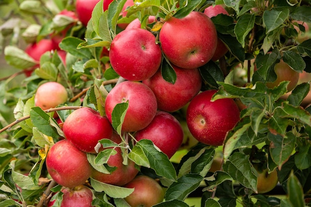 Zbiór jabłek gotowy do zbioru z sadu w Republice Mołdawii..