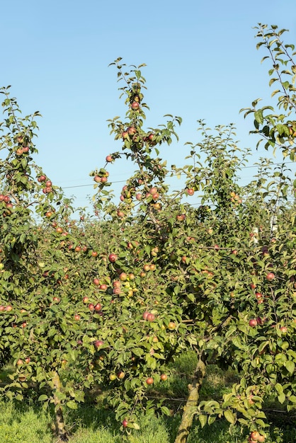 Zbiór jabłek w sadzie jabłkowym przy słonecznej pogodzie niedojrzałe jabłka na gałęziach drzew w sadzie