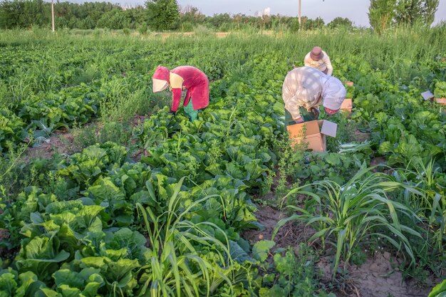 Zbiór kapusty pekińskiej w przyrodzie Praca w terenie