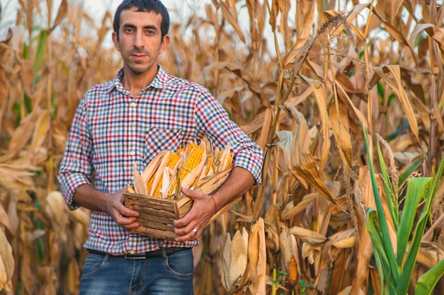 Zbior kukurydzy w rękach rolnika Selektywne skupienie