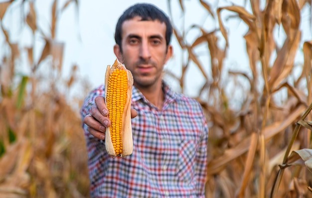 Zbior kukurydzy w rękach rolnika Selektywne skupienie