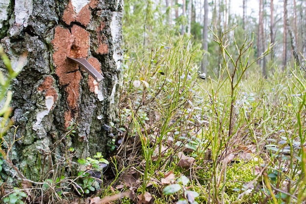 Zbiór naturalnego czystego soku brzozowego w marcu