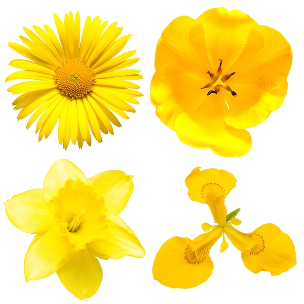 Zbiór pięknych żółtych kwiatów stokrotek, tulipanów, irysów i żonkila na białym tle. Płaski układanie, widok z góry