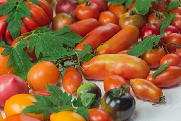 Zbiór różnorodnych pomidorów Odmiana dojrzałych naturalnych organicznych pysznych różnych pomidorów Pomidory na drewnianym tle
