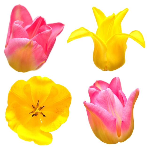 Zbiór różnych kształtów i rodzajów kwiatów tulipanów na białym tle. Czerwony, żółty, różowy. Płaski układanie, widok z góry