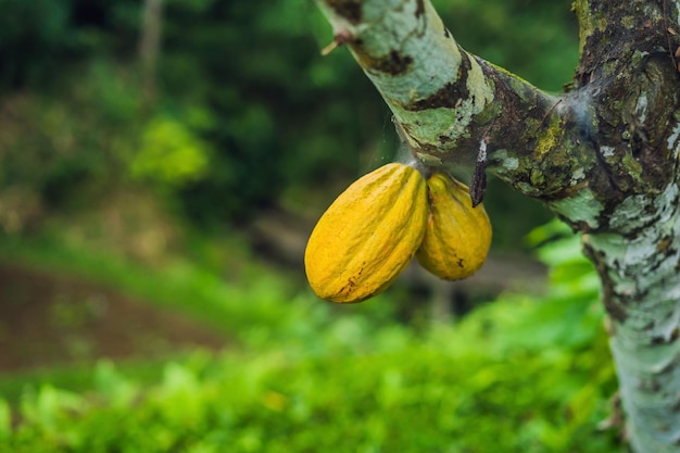 Zbiór strąków kakaowca na naturalnej plantacji rolniczej.