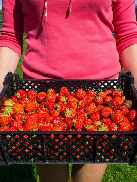Zdjęcie zbiór świeżej słodkiej czerwonej truskawki strawberry farm box z dojrzałą jagodą