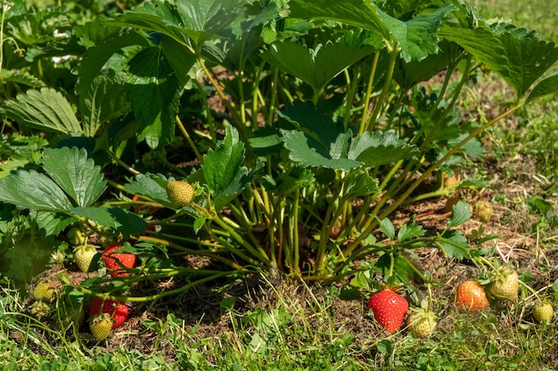 Zbiór świeżych dojrzałych dużych czerwonych owoców truskawek w ogrodzie