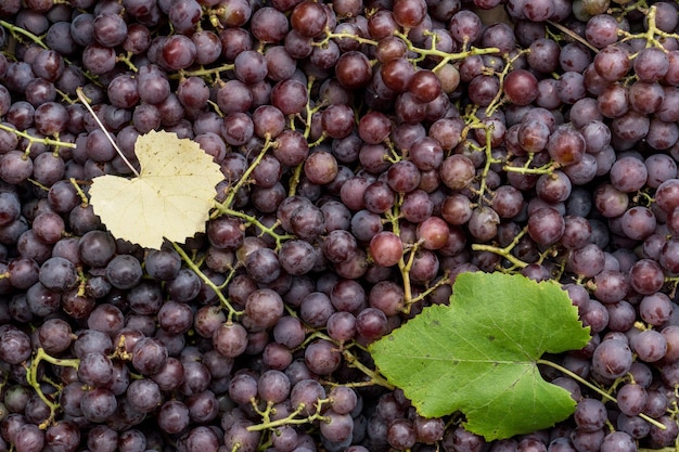 Zbiór świeżych winogron