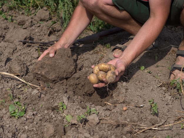 Zbiór świeżych ziemniaków w ogrodzie Rolnik wykopuje ziemniaki z ziemi