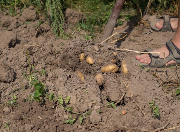 Zbiór świeżych ziemniaków w ogrodzie Rolnik wykopuje ziemniaki z ziemi