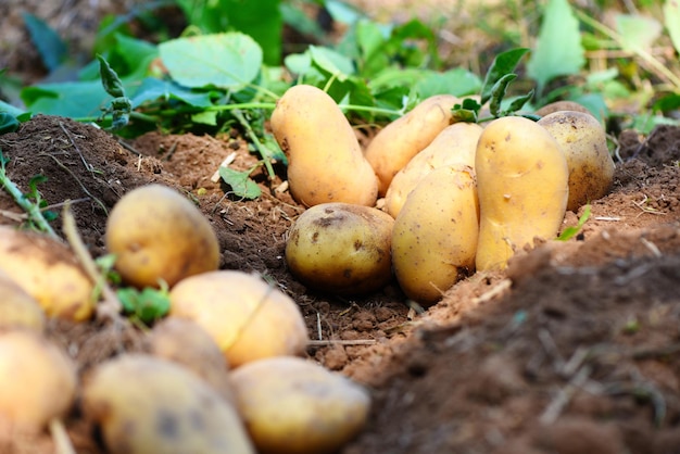 Zbiór świeżych ziemniaków z dojrzałych ziemniaków produkty rolne z pola ziemniaczanego