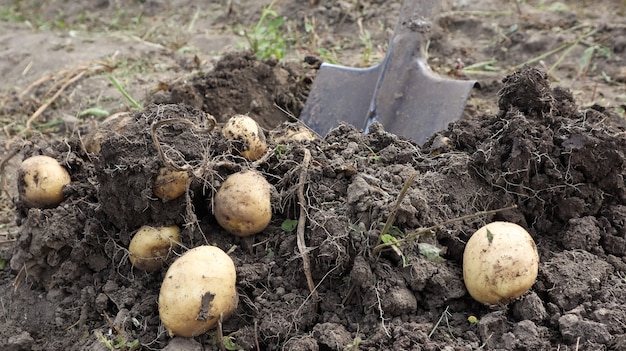 Zbiór z gleby na plantację wczesnych młodych ziemniaków. Świeże ziemniaki ekologiczne są wykopywane z ziemi łopatą w przydomowym ogrodzie.