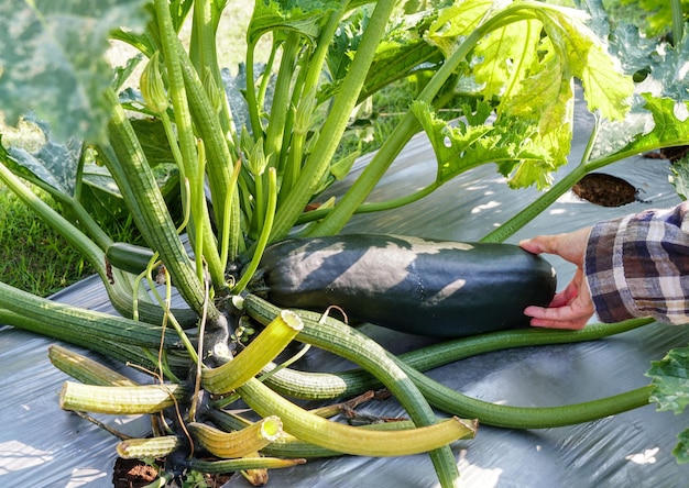 Zbiór zielonej cukinii w ekologicznym ogrodzie warzywnym, rolnik producent bio żywności na rynek lokalny.