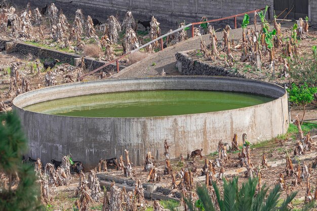 Zdjęcie zbiornik na wodę do nawadniania otoczony suchymi bananami i pasącymi się kozami