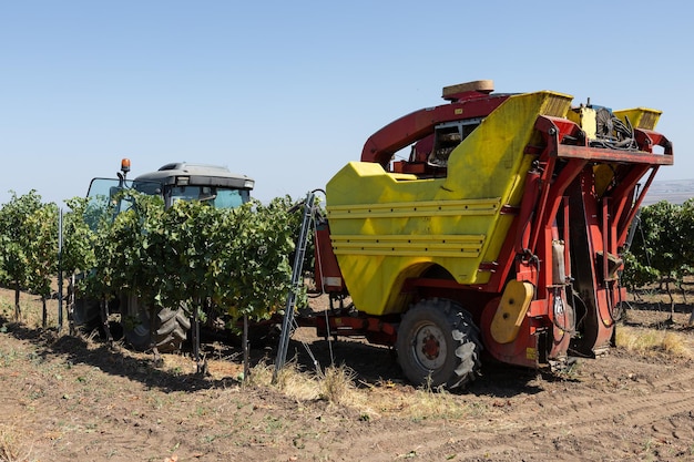 Zbiory mechaniczne w słoneczny dzień Zbiór za pomocą maszyn w winnicach