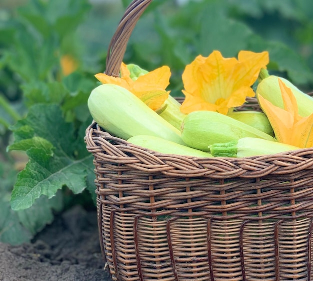 Zdjęcie zbiory organicznych warzyw koncepcja ekologicznych warzyw