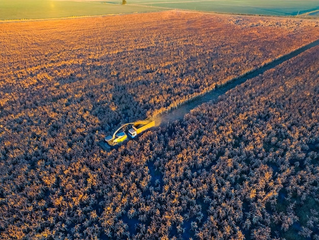 Zdjęcie zbiory sorgo w la pampa argentina