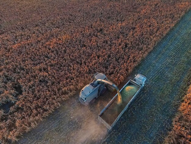 Zbiory sorgo w La Pampa Argentina