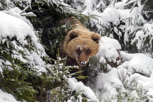Zdjęcie zbliżający się brązowy niedźwiedź w zimowym lesie niebezpieczeństwo zwierzę w przyrodzie siedlisko duże ssaky dzika scena