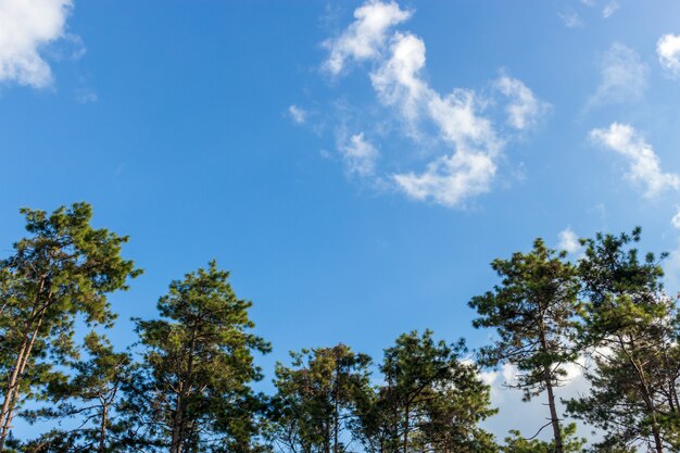 Zbliżenia drzewa wierzchołek z miękką ostrością i nad światłem w tle