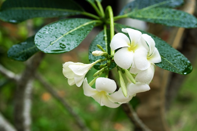 Zbliżenia frangipani kwiat z raindrops na liściach. Rośliny tropikalne