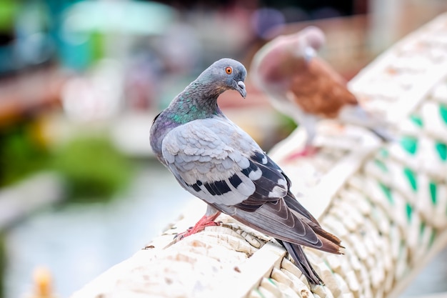 Zbliżenia marcro kolorowy ptasi gołębi chwyt na poręczu
