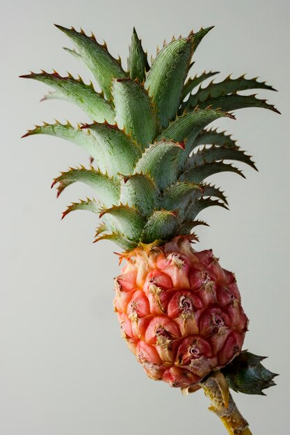 Zbliżenia Mini Ananas Dla Lata Pojęcia