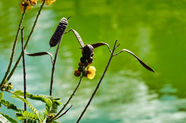 Zbliżenie afrykańskiego senesu (senna didymobotrya) nad rzeką