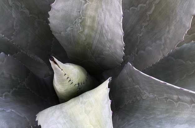 Zdjęcie zbliżenie agawy americana salmiana kaktus naturalny wzór tła