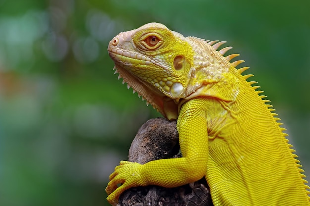 zbliżenie albinosa iguana na drewnie iguana albinos zbliżenie iguana albinos