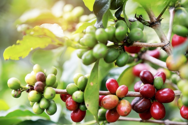 Zbliżenie Arabica Kawowa jagoda fasola dojrzewa na kawowych drzewach z liśćmi w kawowym ogródzie.