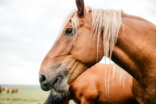 Zbliżenie artystyczny trybowy śmieszny portret koń przy paśnikiem plenerowym przy naturą. Piękny kaganiec koni. Rolnictwo i hodowla w lecie. Zwierzęta domowe ssak ssaki. Silny dziki mustang