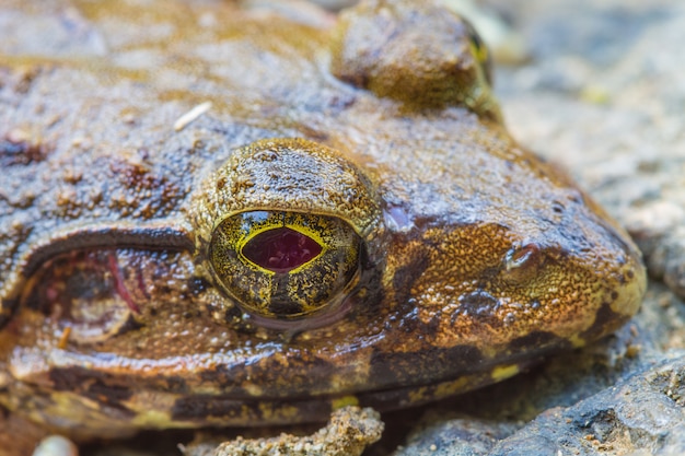 Zbliżenie Azjatycka Rzeczna żaba