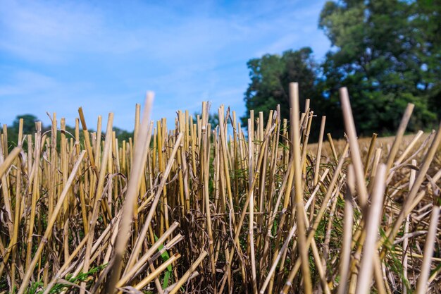 Zdjęcie zbliżenie bambusa na polu na tle nieba