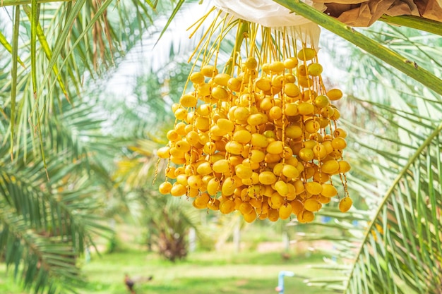 Zbliżenie Barhi Dates palmowo-żółte owoce Phoenix Dactylifera na gronach w ekologicznym ogrodzie owocowym