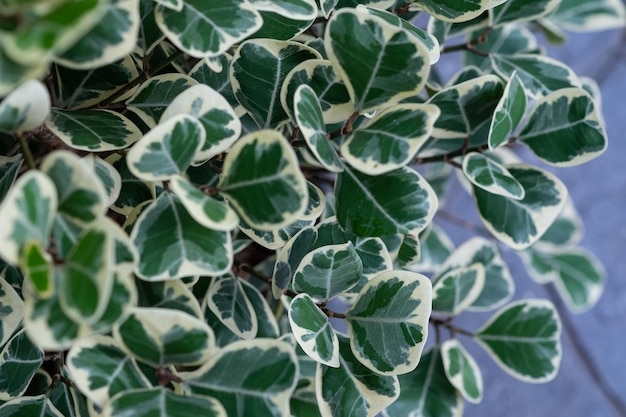 Zbliżenie białe cętkowane liście, tekstura zielonych liści