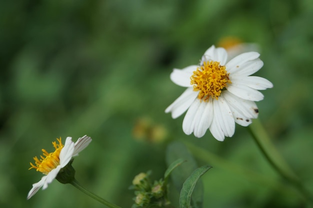 Zbliżenie: białe kwiaty daisy