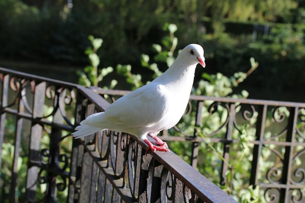 Zdjęcie zbliżenie białego gołębia siedzącego na balustradzie