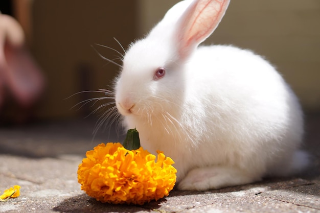 Zbliżenie białego króliki przez marigold na chodniku