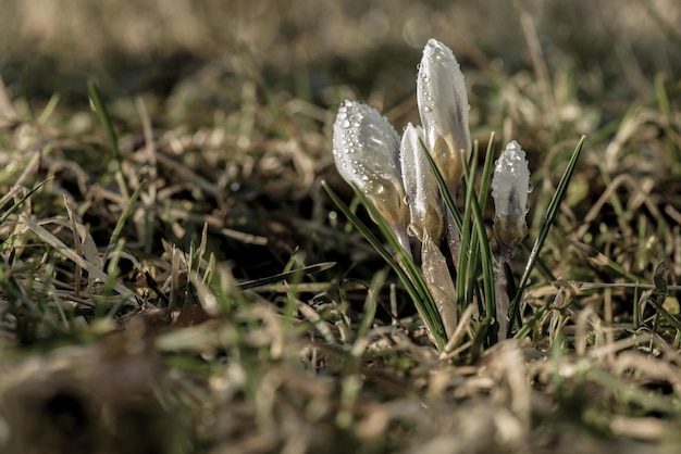 Zdjęcie zbliżenie białego kwiatka kroku na polu