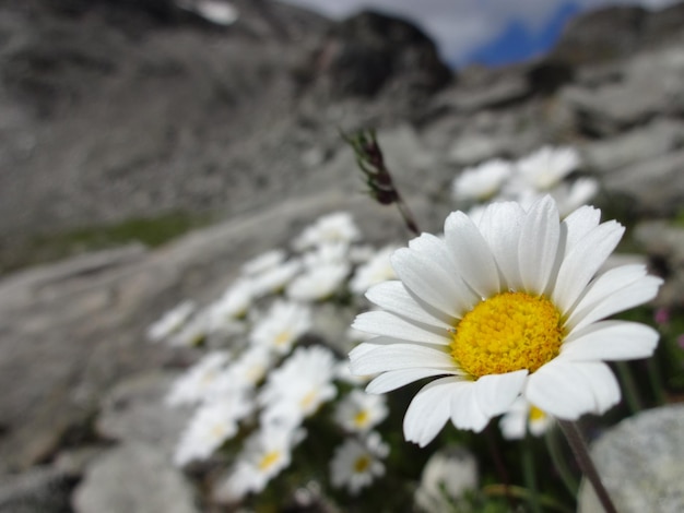 Zdjęcie zbliżenie białego kwiatka margaretki