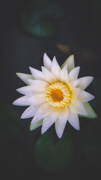 Zdjęcie zbliżenie białego kwiatu kwitnącego na czarnym tle
