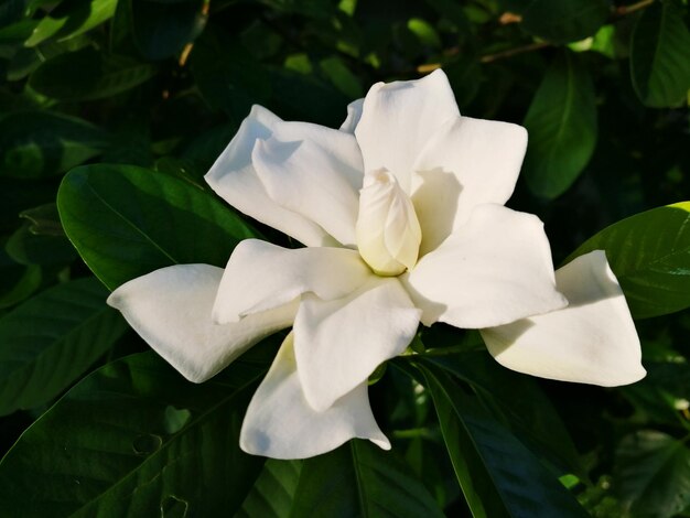 Zbliżenie białego kwiatu kwitnącego na świeżym powietrzu