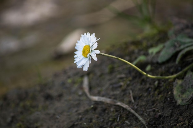Zdjęcie zbliżenie białego kwiatu kwitnącego na świeżym powietrzu