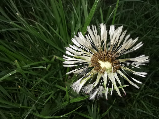 Zdjęcie zbliżenie białego kwiatu pączka na polu