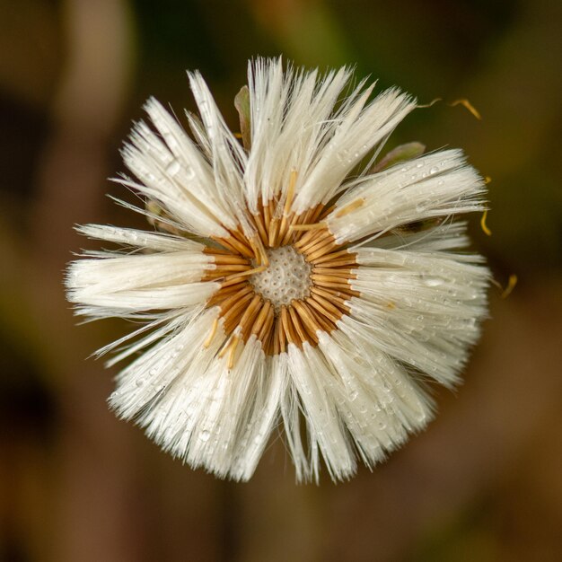 Zdjęcie zbliżenie białego kwiatu pączka