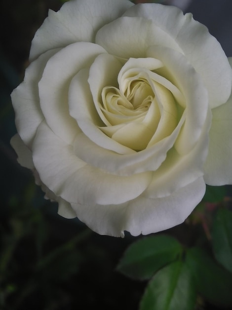 Zdjęcie zbliżenie białego kwiatu róży