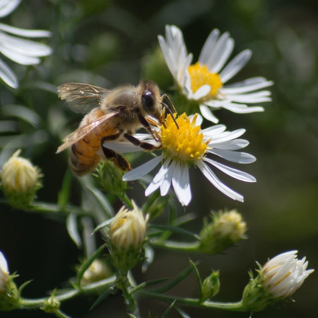 Zdjęcie zbliżenie białego kwiatu zapylającego pszczoły